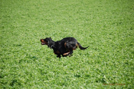 Klubové skúšky vlôh, 17.4.2011, PZ Drop, Malženice