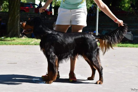 Špeciálna klubová výstava, Trnava - Kamenný Mlyn, 9.8.2015 -  trieda stredná - Výborný 1, CAC